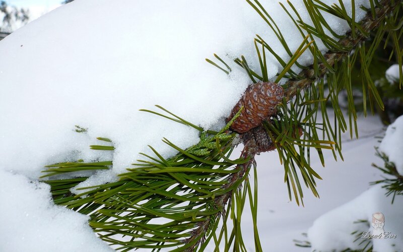 Pine Cone on Snowy Branch — White, Calm, Winter