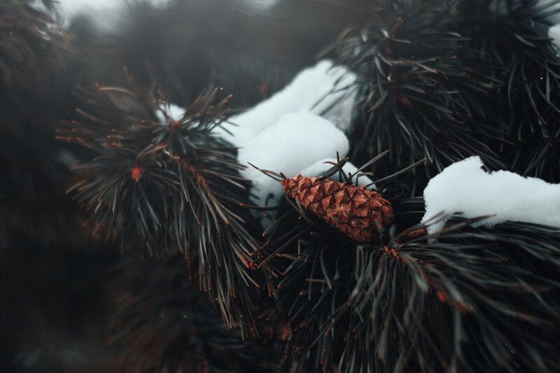 Pine Cone on Snowy Branch — White