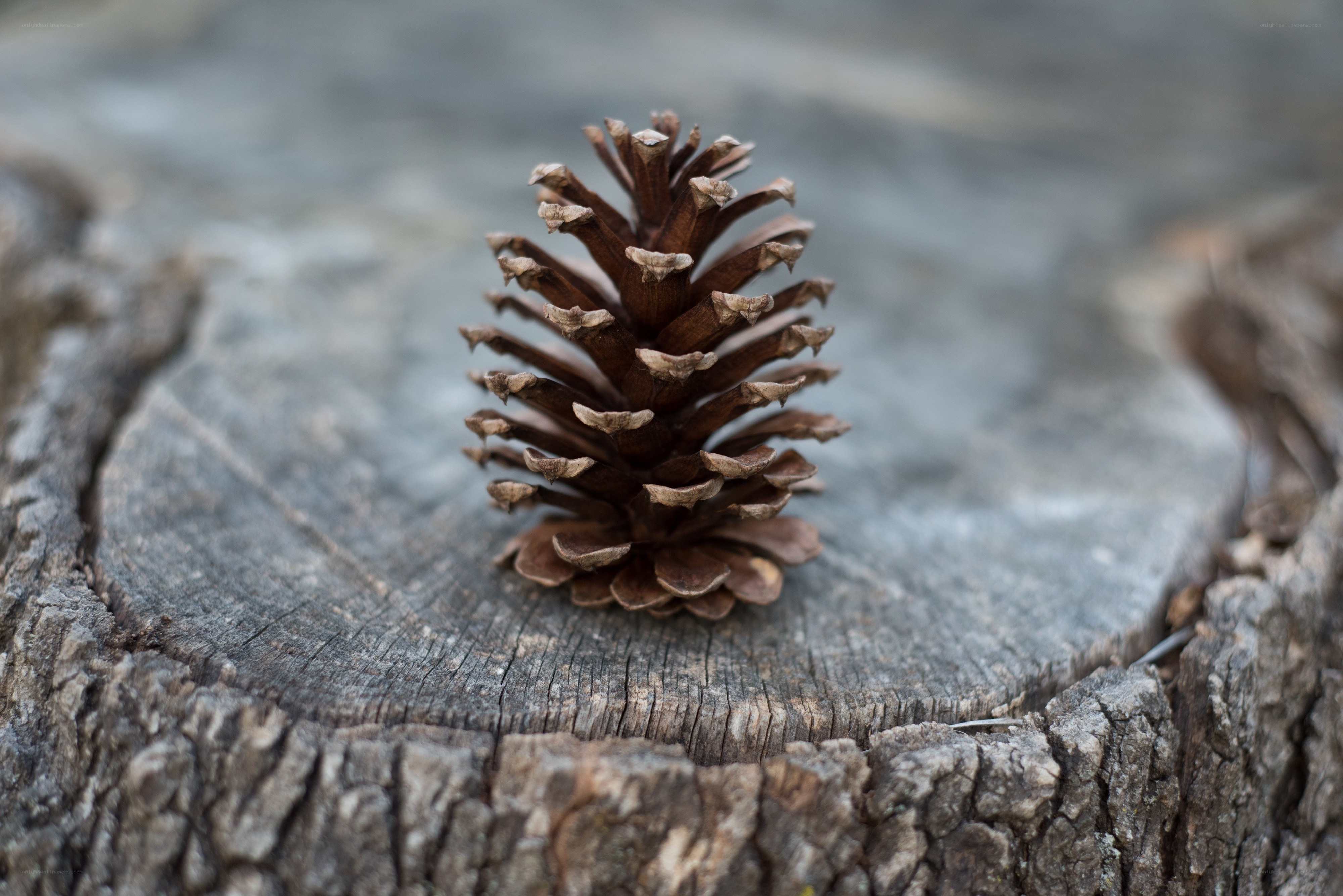 Pine cone on tree stump