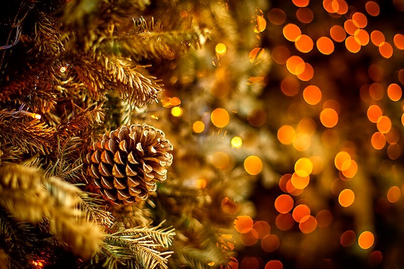 Pine Cone on Tree