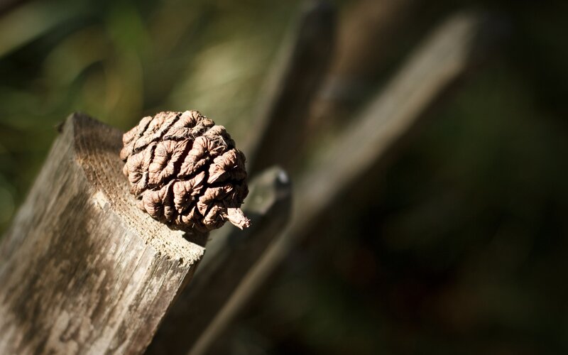 pine cone on wooden post