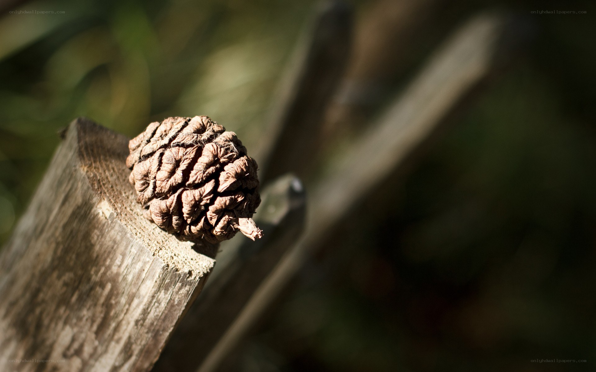 pine cone on wooden post