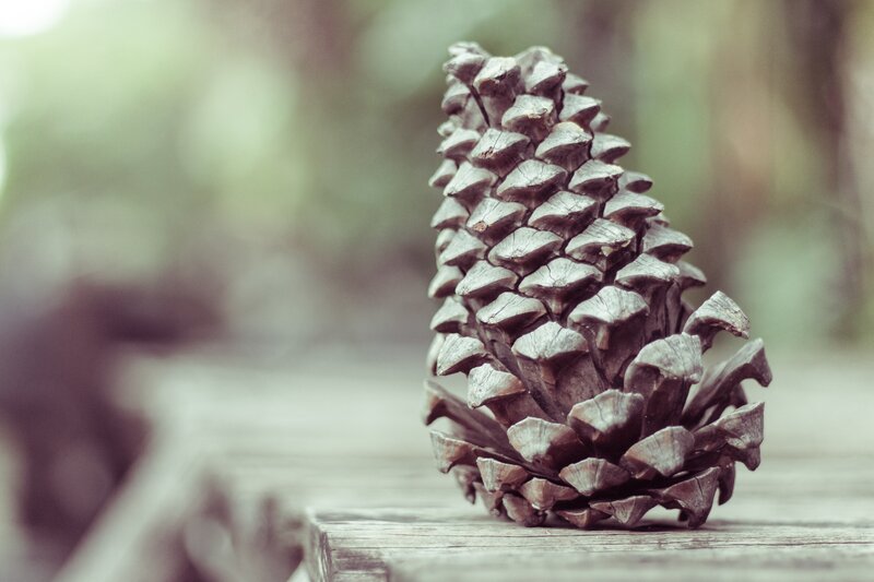 Pine cone on wooden surface