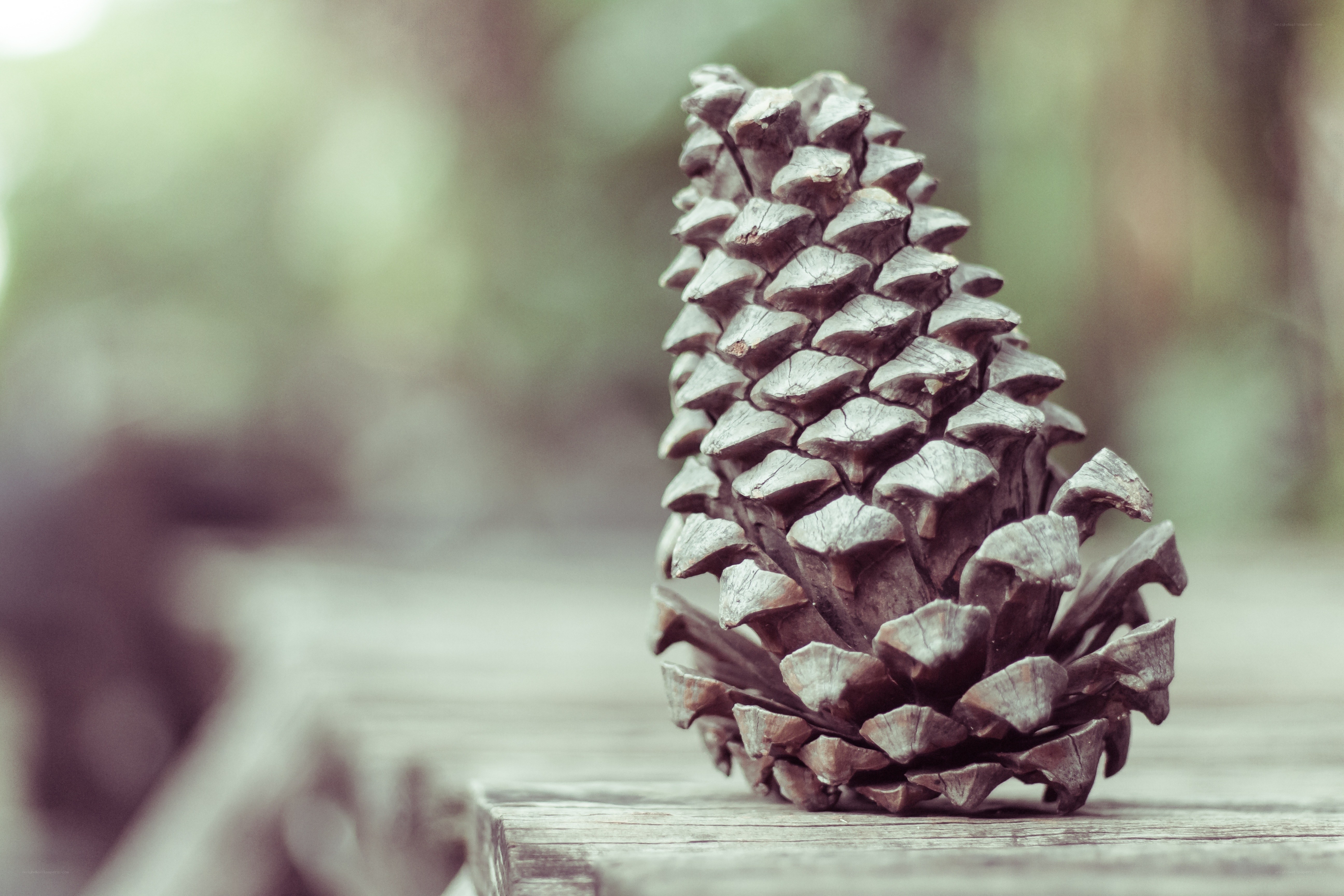 Pine cone on wooden surface