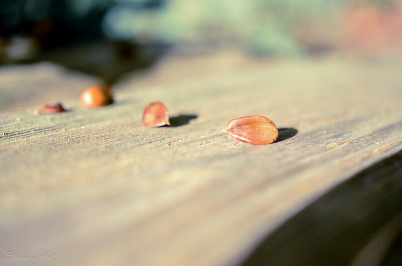 Pine Cone Scales on Wood