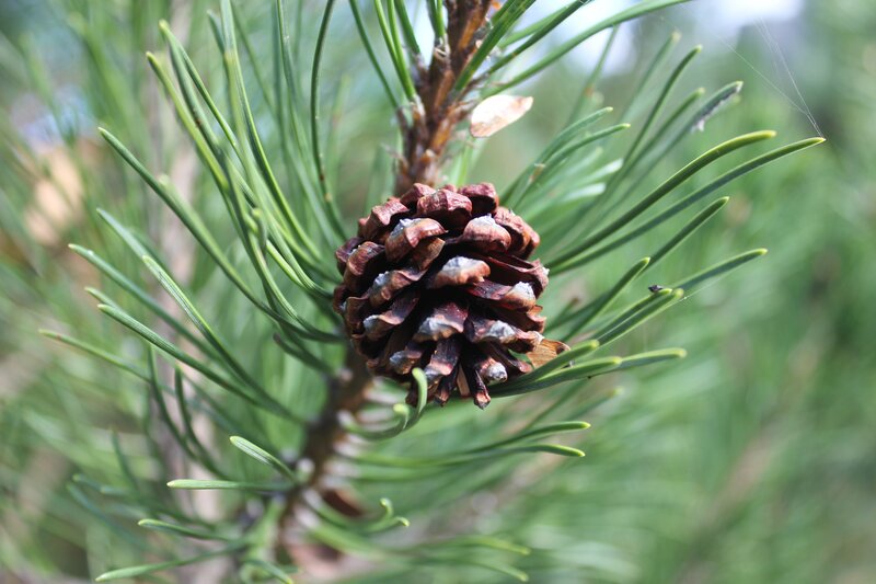 Pine cone with green needles