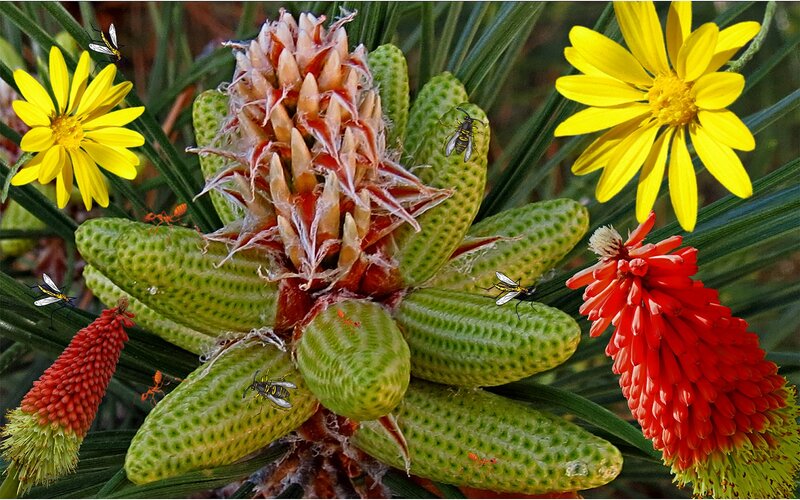 Pine Cone with Insects