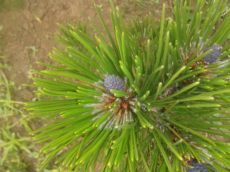 Pine Cone with Needles