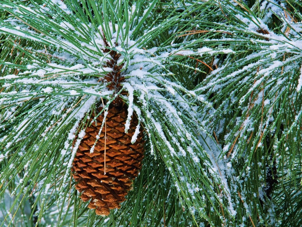 Pine cone with snow