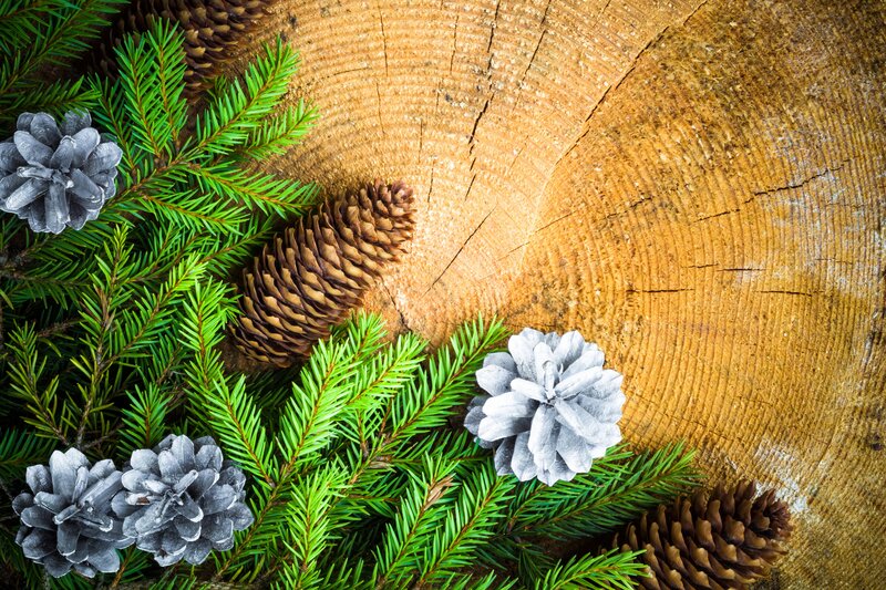Pine Cones and Branches — Green, Natural
