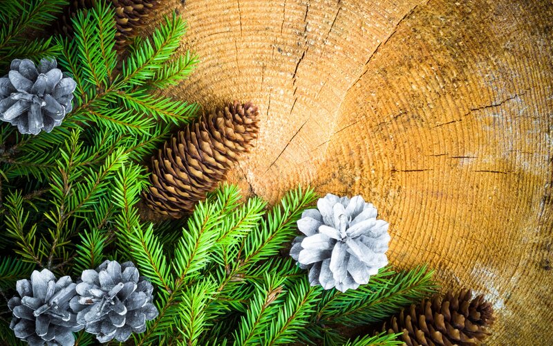 Pine Cones and Branches — Green, Natural, Winter