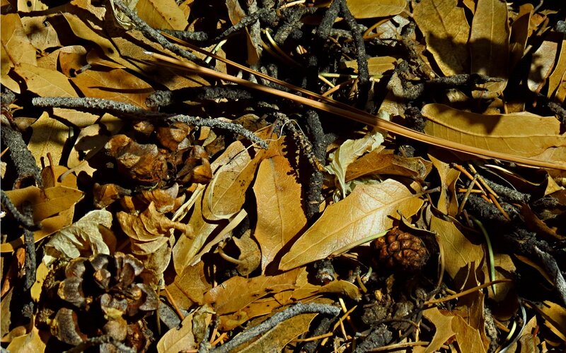 Pine Cones and Dry Leaves