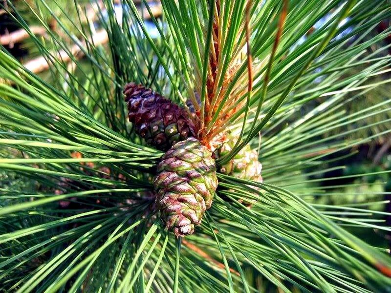 pine cones and needles
