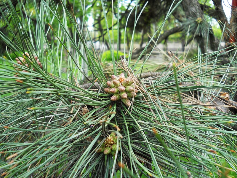 Pine cones and needles in spring