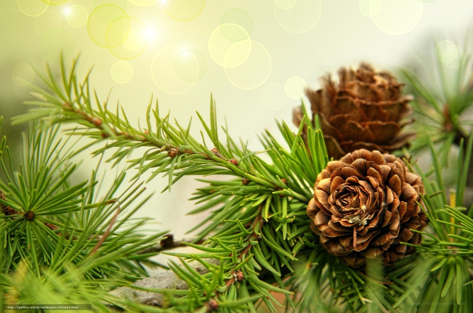 Pine cones and needles in sunlight