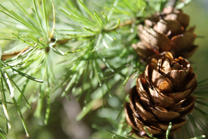 Pine cones and needles in sunlight