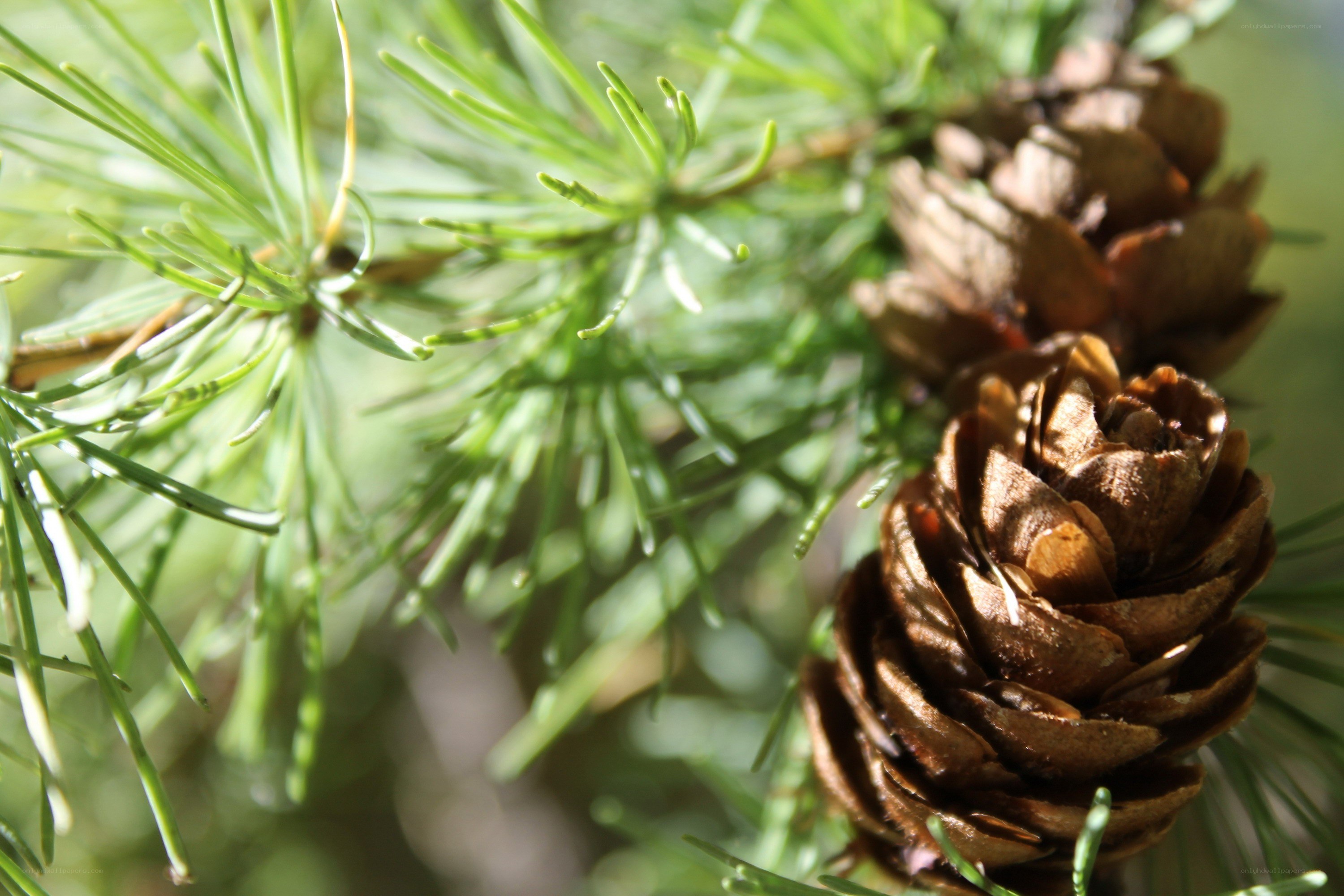 Pine cones and needles in sunlight