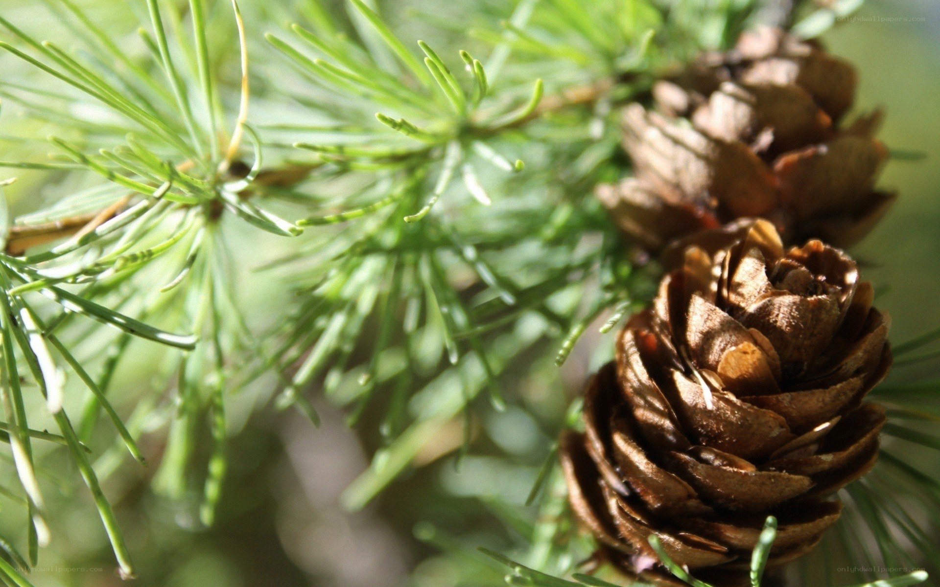 Pine cones and needles in sunlight