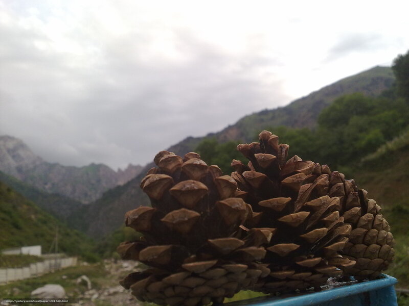 Pine cones in mountain valley