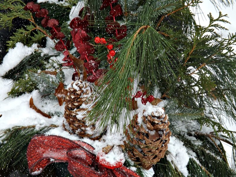 Pine Cones in Snow