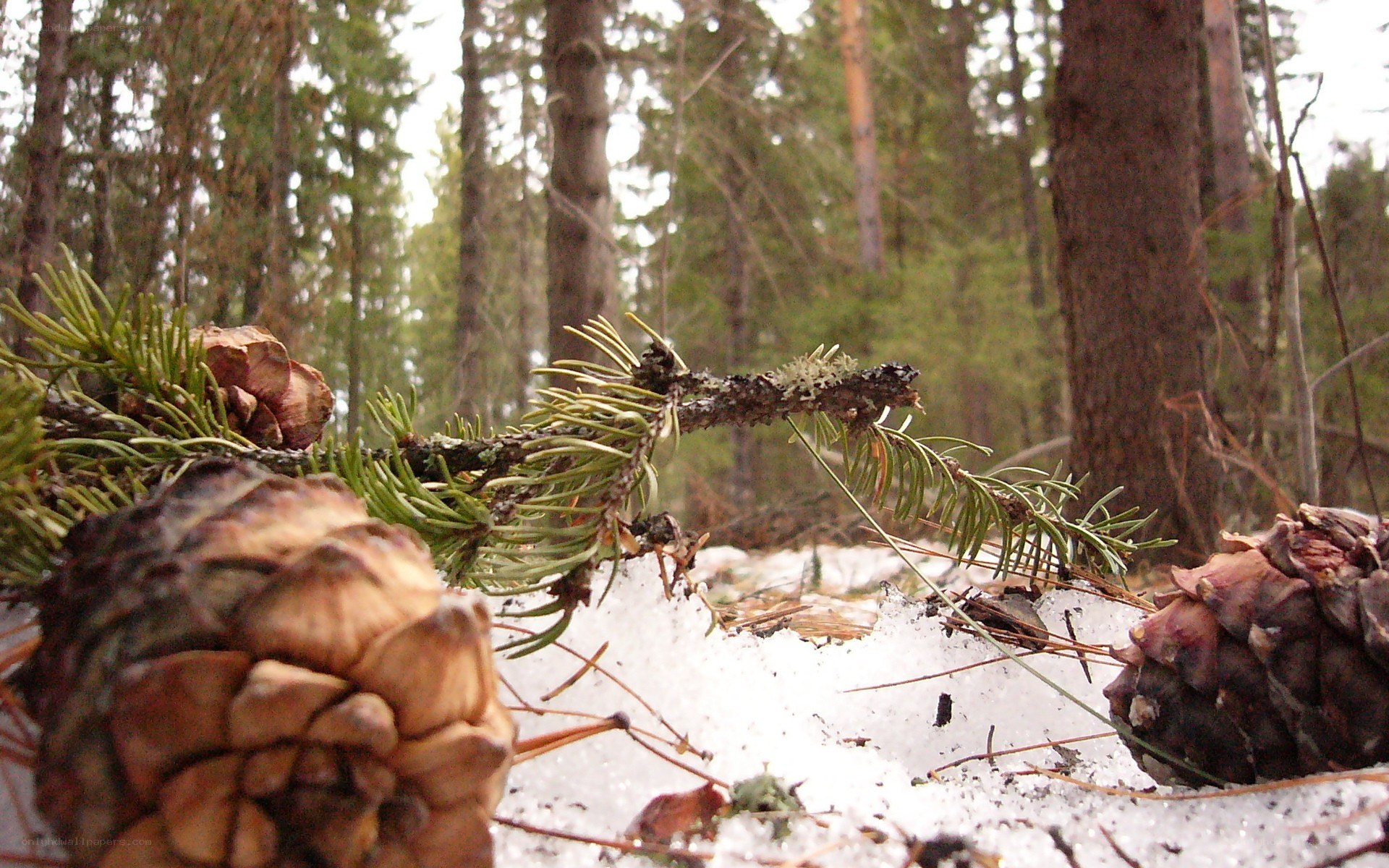 Pine cones in snowy forest