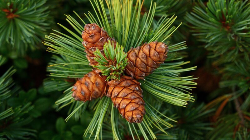 Pine cones on a branch