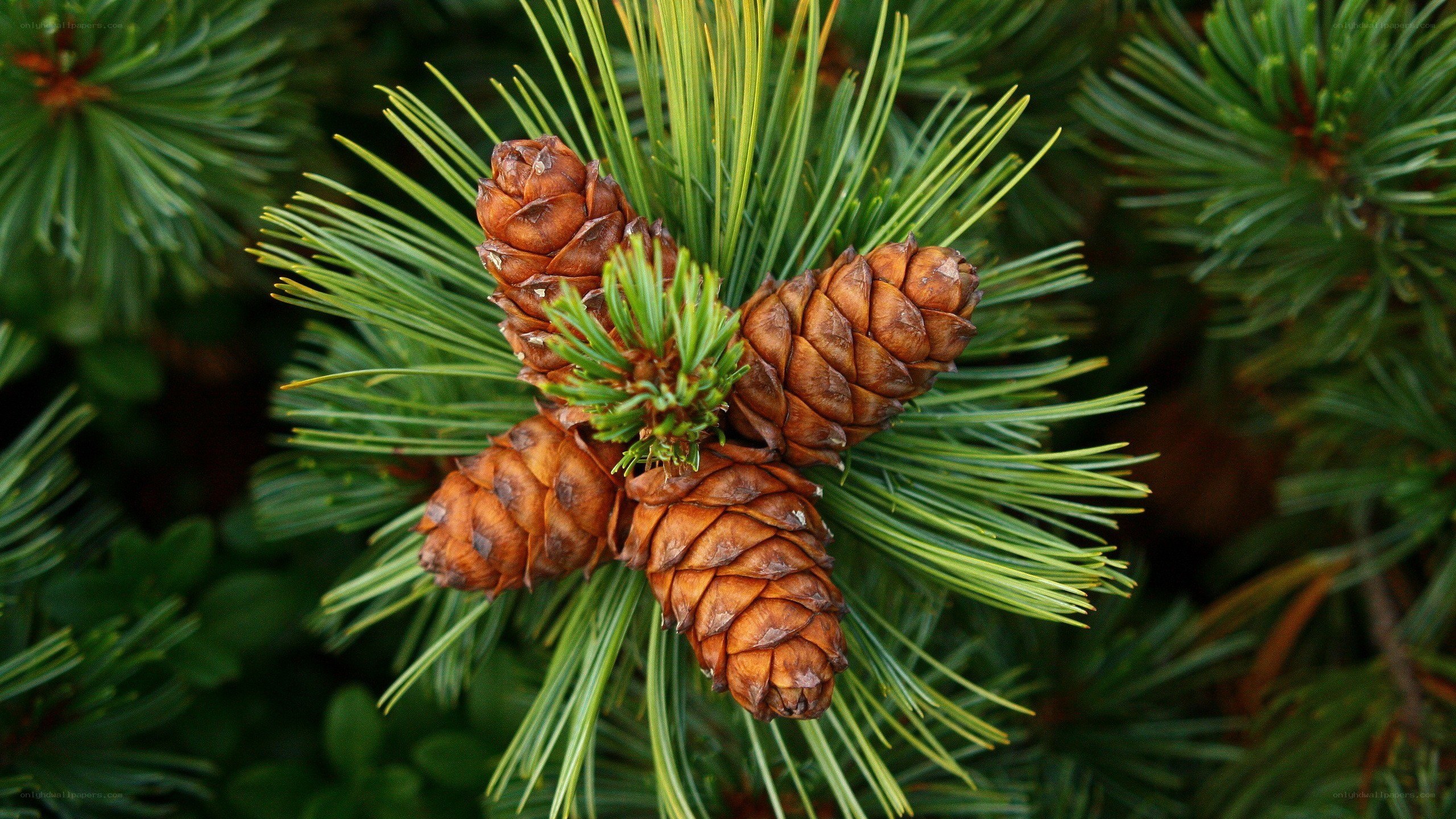 Pine cones on a branch