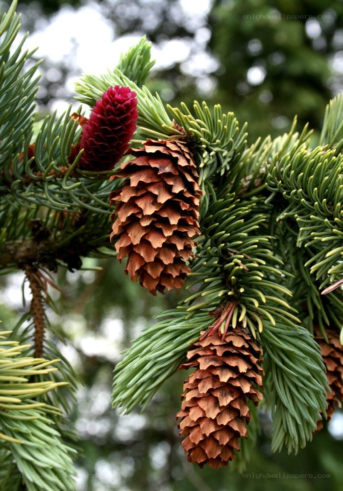 Pine cones on a branch