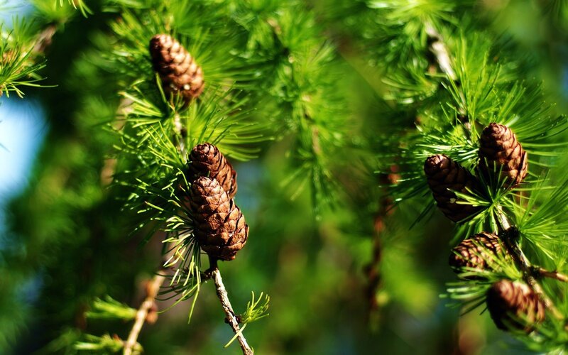 Pine cones on a branch