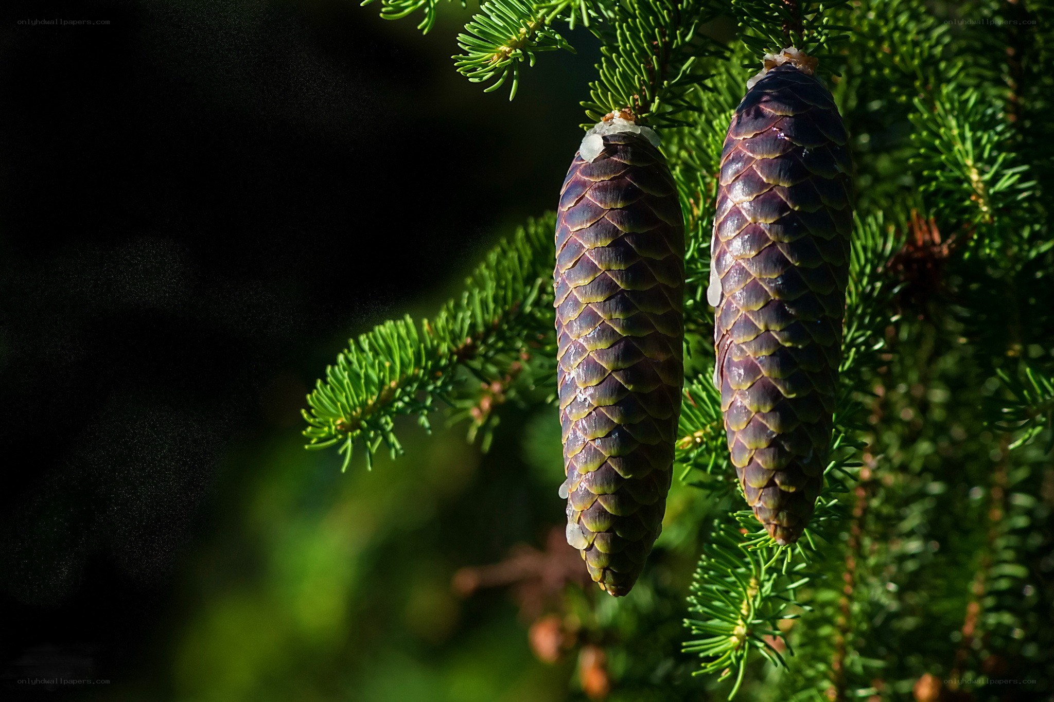 Pine cones on a branch