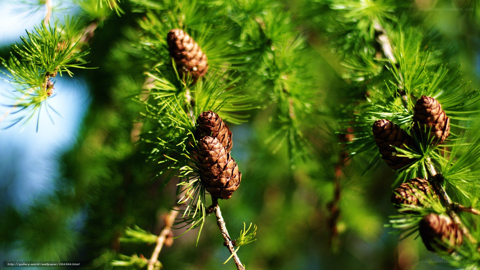 Pine cones on a branch