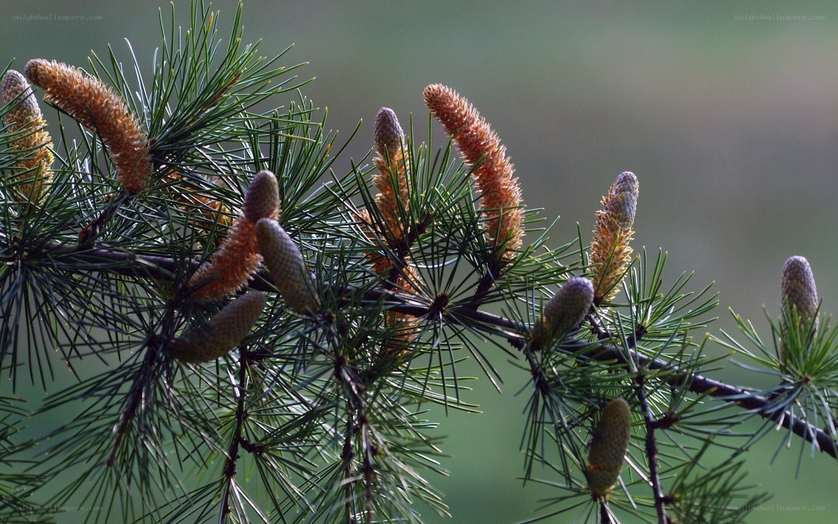Pine cones on a branch