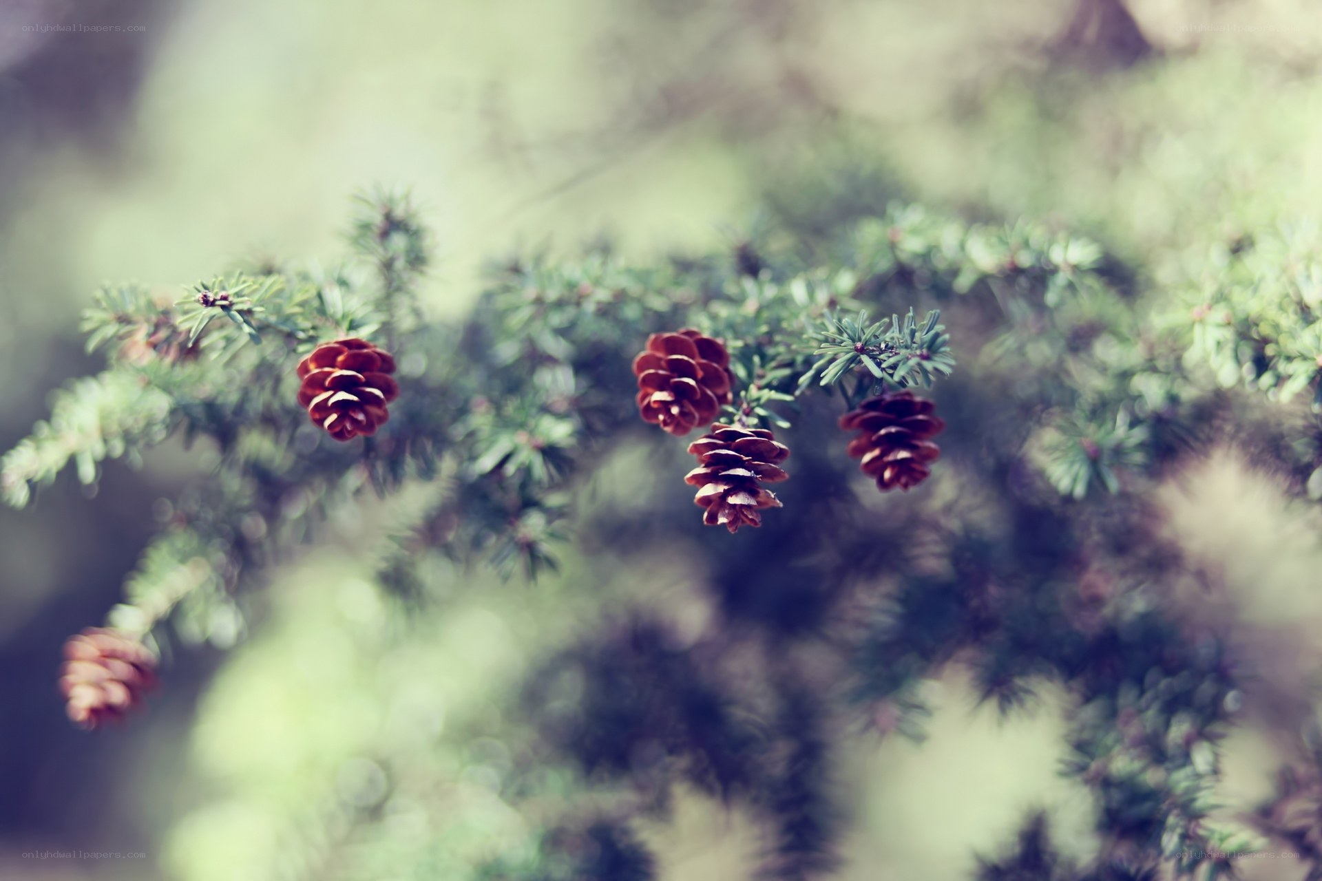 Pine cones on a branch