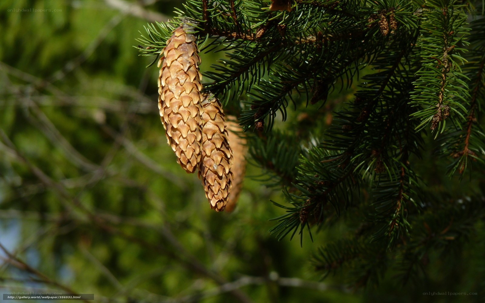 Pine cones on a branch