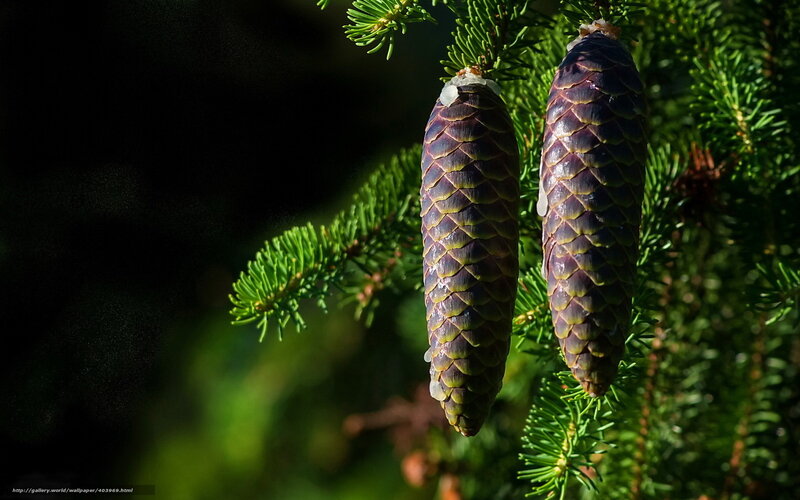Pine cones on a branch