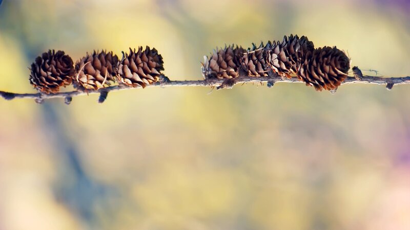 Pine Cones on a Branch — Brown, Serene
