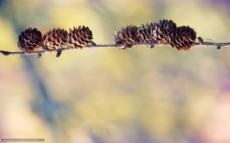 Pine Cones on a Branch — Brown