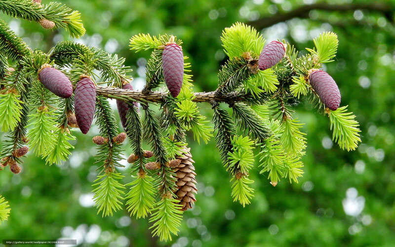 Pine cones on a branch