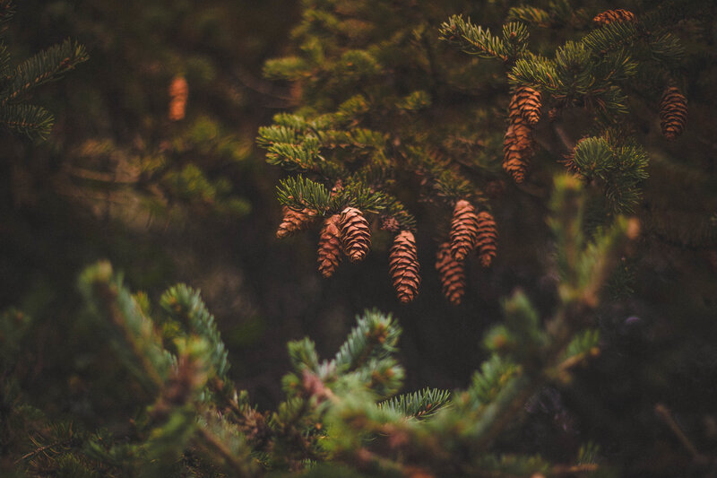 Pine cones on a forest branch