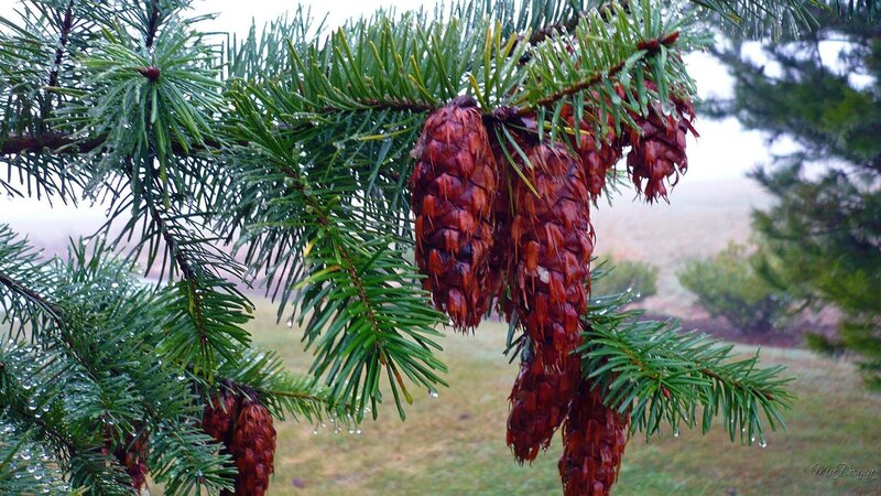 pine cones on a rainy branch