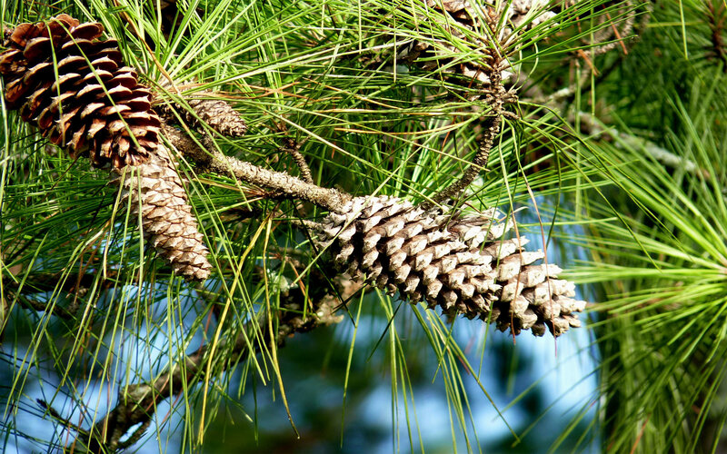 Pine cones on a tree branch