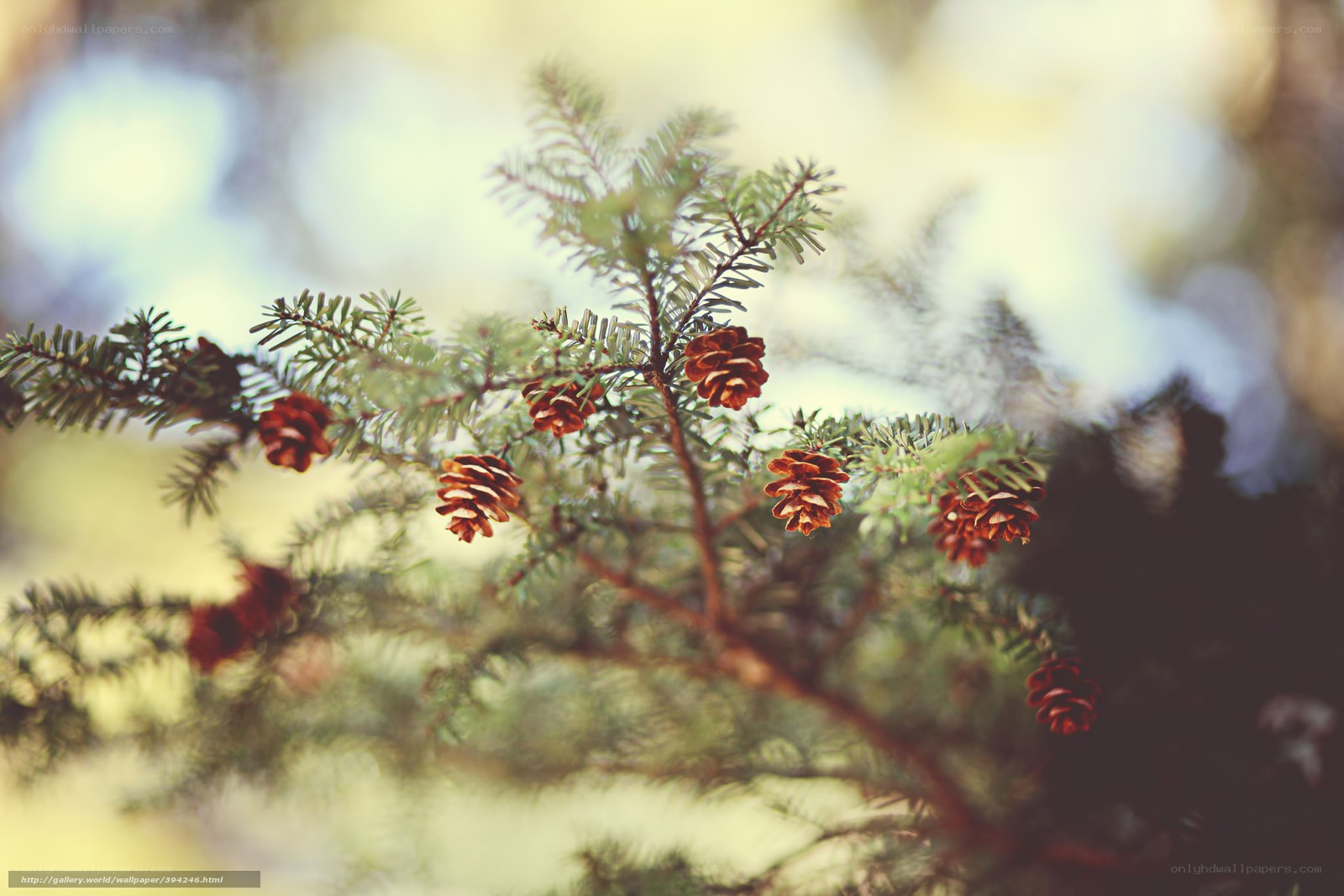 Pine cones on a tree branch