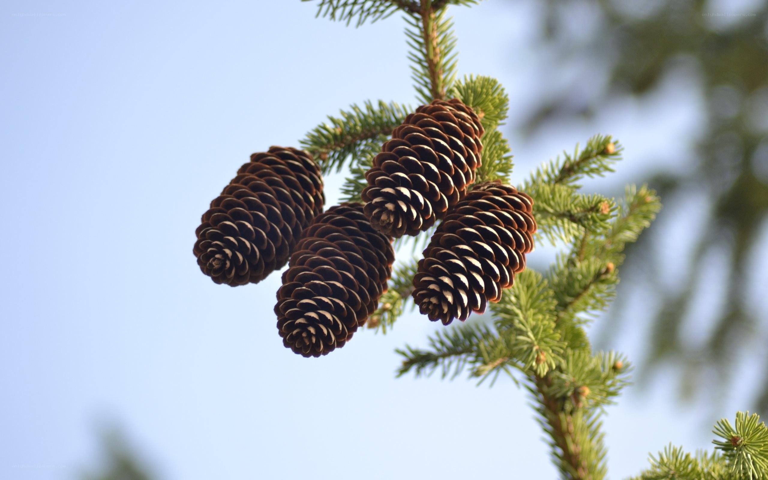 Pine cones on a tree branch