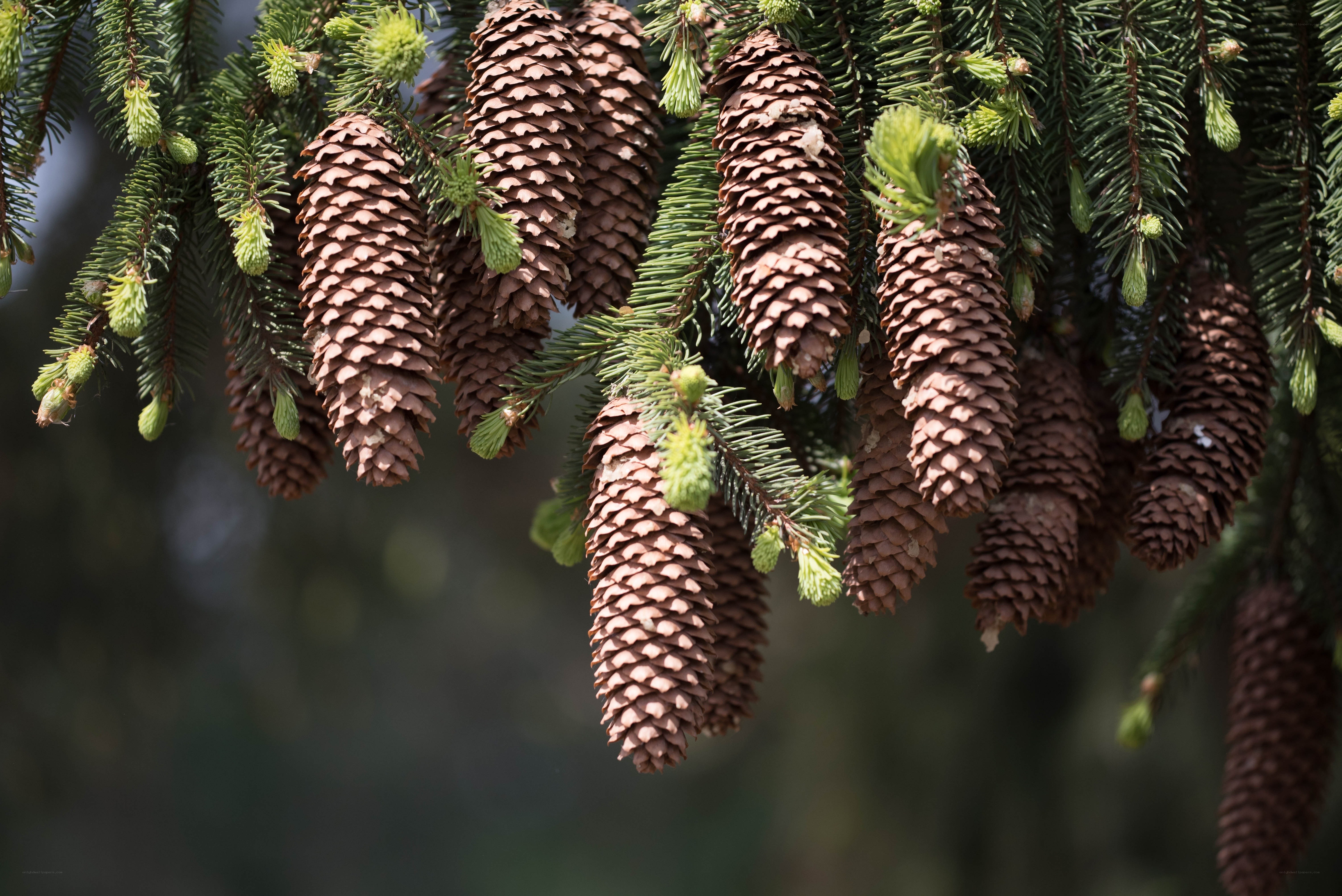 Pine cones on a tree branch