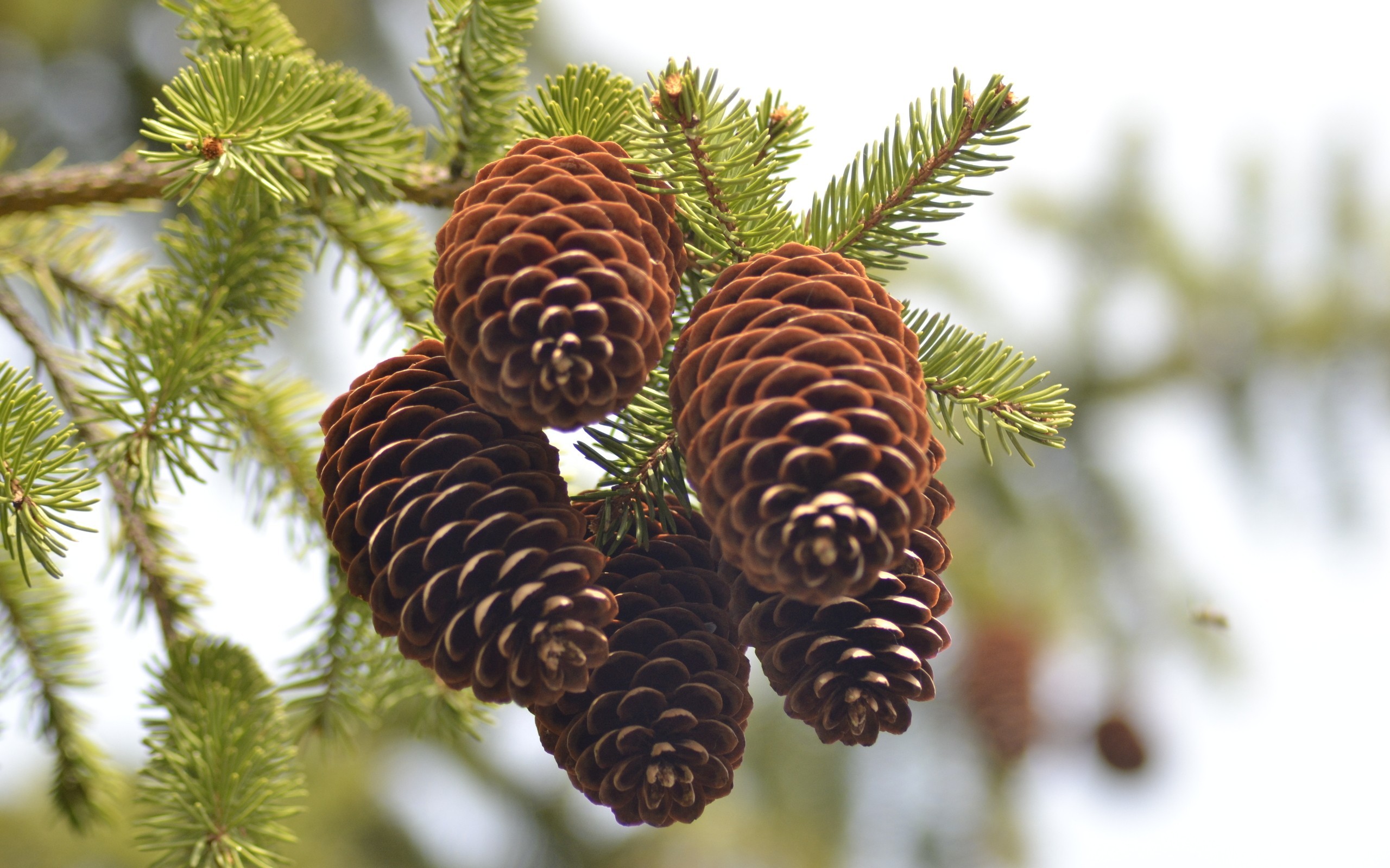 Pine cones on a tree branch