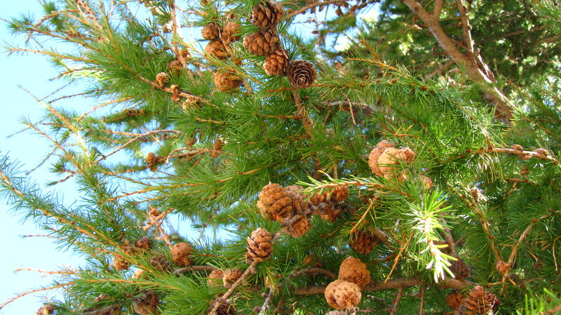 Pine cones on a tree branch