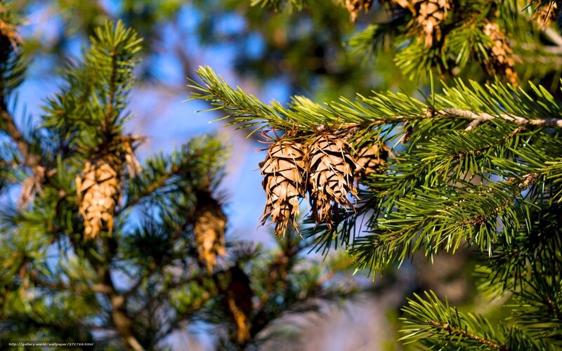 Pine cones on a tree branch