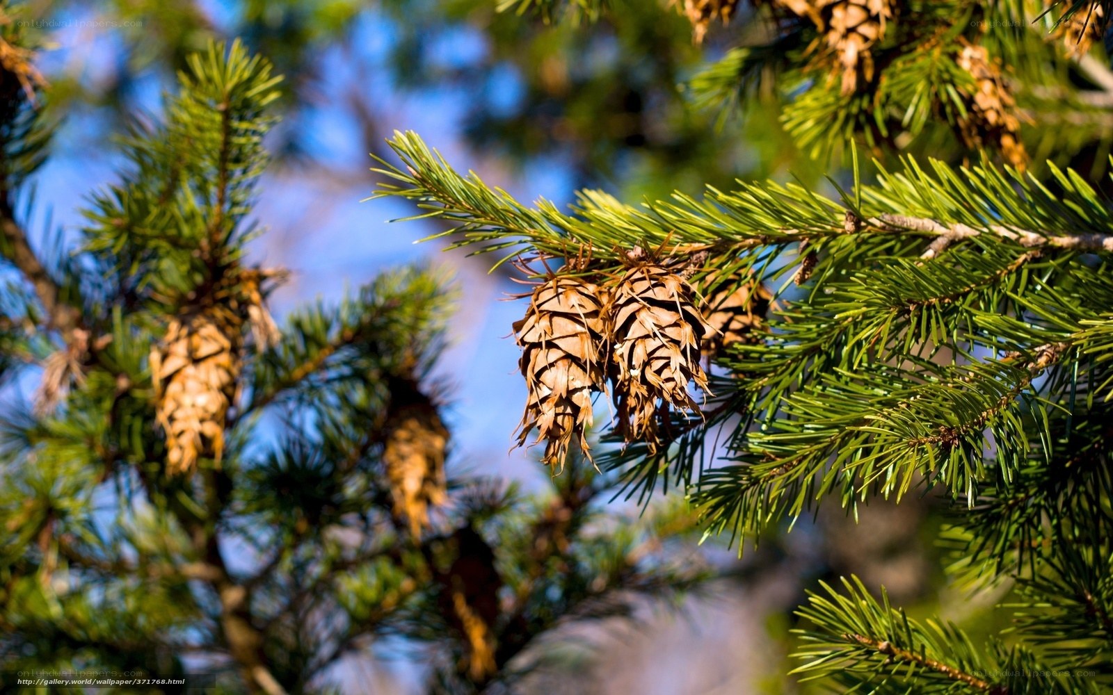 Pine cones on a tree branch