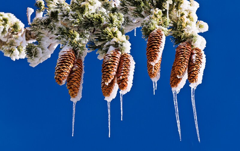 Pine Cones on Branch — Blue, Cold