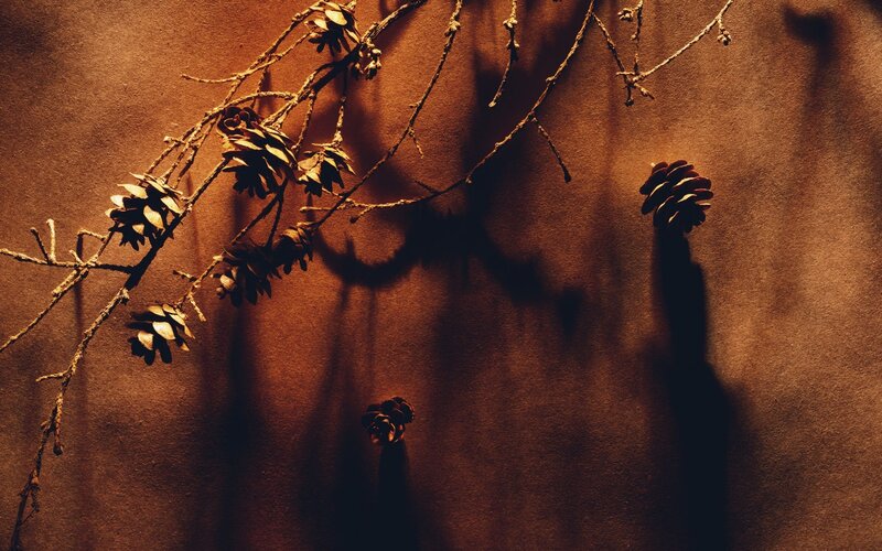 Pine Cones on Branch — Brown, Dramatic
